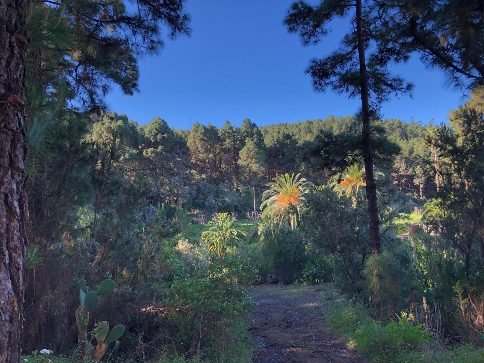 Monte Frio De Tenerife La Guancha 외부 사진